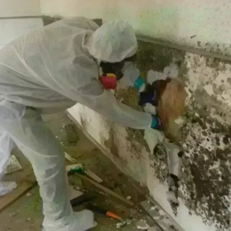 Mold Remediation and Removal in La Puente, CA